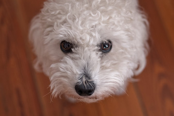 Cucciolo di Barboncino bianco