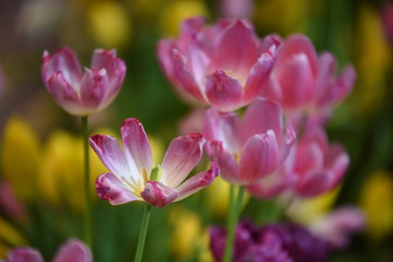 Closeup of beautiful tulips. Spring flowers blossom background. Fresh plant in garden.