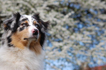 Kirschblüte Hund