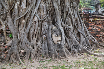Buddha eingewachsen in einen Baum