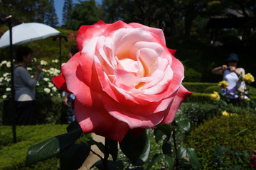 Rose Rose 