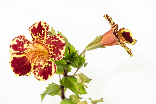 fiori isolati di mimulus su fondo bianco