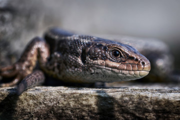 Closeup of the head of a lizard in the garden
