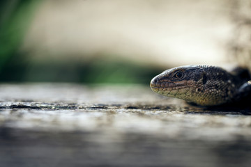 Closeup of the head of a lizard in the garden