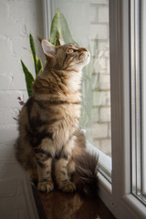 A portrait of a Maine Coon kitten sitting on a window-sill in a minimalistic kitchen, selective focus