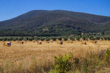 Obraz premium paesaggio rurale con balle di fieno