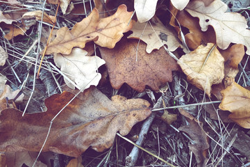 Autumn leaves fallen on the forest road closeup.
