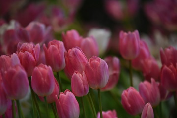 Obraz premium Tulips in the garden