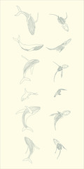 Whales with skeleton vector set. Whales line illustrations