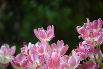 Fototapeta premium Tulips in the garden