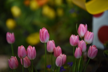 Tulips in the garden