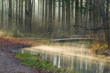 Fog rises on a sunny winter morning from a creek on the forest road
