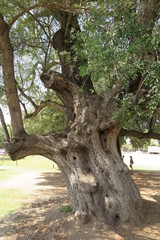 Fototapeta na wymiar Tausendjähriger Olivenbaum in Santa Maria Naverese, Sardinien