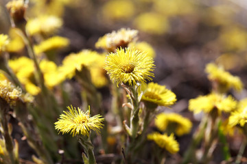 Tussilago farfara, commonly known as Coltsfoot, plant in the family Asteraceae