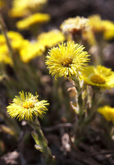 primrose Tussilago farfara, commonly known as Coltsfoot, plant in the family Asteraceae, selective focus