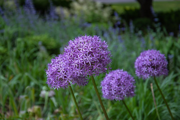 A beautiful group of Allium Globemaster with some green leaves in the background