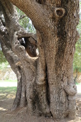 Fototapeta premium Tausendj??hriger Olivenbaum in Santa Maria Naverese, Sardinien