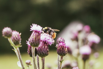 bee on a flower - macro