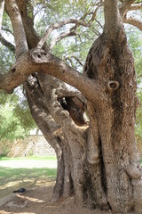 Tausendj??hriger Olivenbaum in Santa Maria Naverese, Sardinien