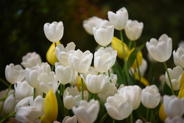 Closeup of beautiful tulips. Spring flowers blossom background. Fresh plant in garden.