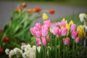 Colorful flower bed in a park 