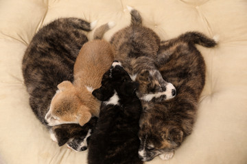 Akita inu puppies on pet pillow, above view. Cute dogs