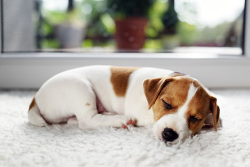 Jack russel terrier puppy sleeping on white carped on the floor. Small perky dog. Animal pets...