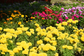 Obraz premium Colorful flower bed in a park 