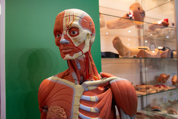 Fototapeta na wymiar Anatomical model of a human body close-up. Medicine