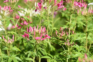 Colorful flower bed in a park 