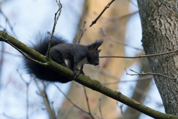 European brown squirrel in winter coat on a branch in the forest