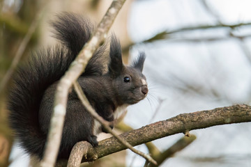 European brown squirrel in winter coat on a branch in the forest