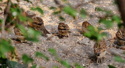 Spatzen hinter Büschen