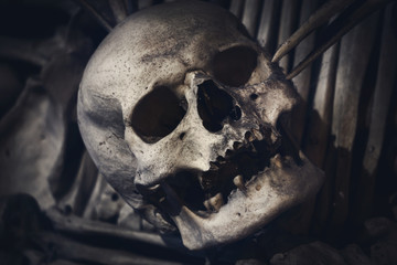 The real human skull. Bones. Death man