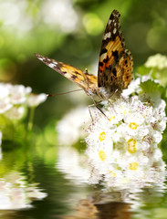 Butterfly (Araschnia levana) on plum blossoms flowers and reflection in water, selective focus