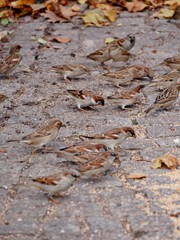 Spatzen in der Stadt