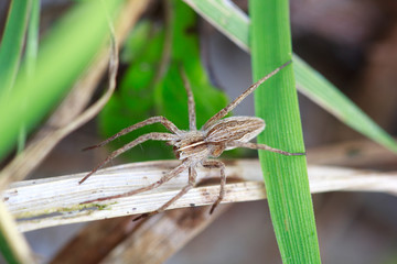 wolf spider (Lycosidae) , selective focus on face, close-up