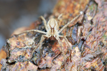 wolf spider (Lycosidae) , selective focus on face, close-up