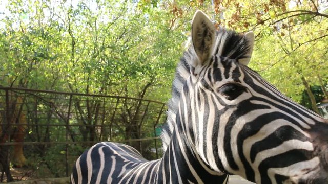 zebra in the zoo - closeup view