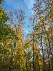 Colorful trees in autumn, Prague, Czech Republic