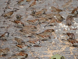 Spatzen picken krümel von der Erde