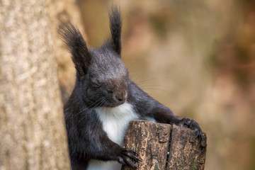 European brown squirrel in winter coat on a branch in the forest