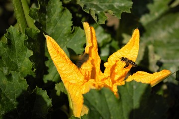 Bee flying on a flower