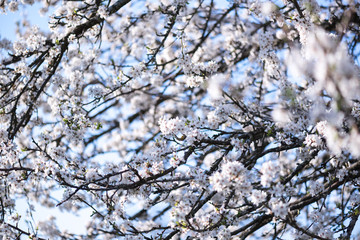 Cherry branch. Blooming white flowers. The blue sky on background.  Cherry Blossoms.