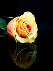 Fototapeta na wymiar Yellow Rose with Reflection