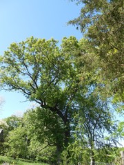 tree on blue sky