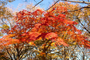 Fototapeta na wymiar 代々木公園の紅葉