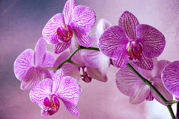 Phalaenopsis Pink Balanz