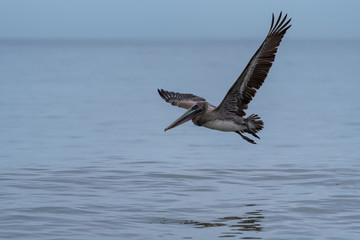 Wild Brown Pelican bird flying over the sea.