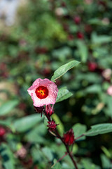 Wspaniały egzotyczny kwiat